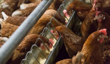 Nebraska (EUA) confirma surto de Influenza Aviária no último dia de 2025 e quebra ciclo "Limpo"