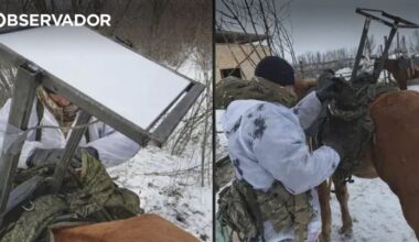 Rússia equipa cavalos com antenas Starlink – Observador