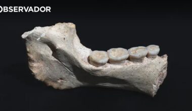 Fósseis apontam para ancestral africano do Homo sapiens – Observador