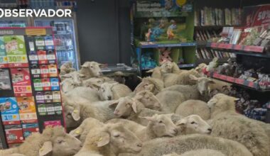 50 ovelhas invadem supermercado na Alemanha – Observador