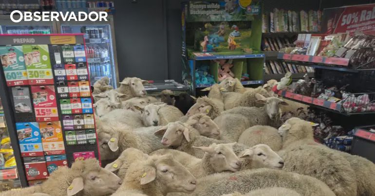 50 ovelhas invadem supermercado na Alemanha – Observador