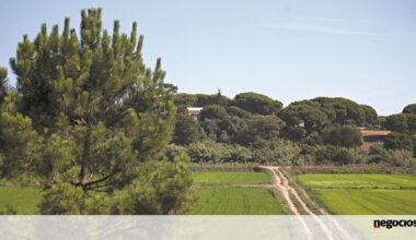 BUPi já identificou mais de 3 milhões de propriedades - Economia