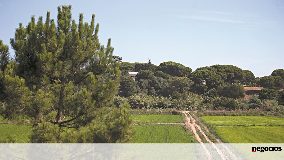 BUPi já identificou mais de 3 milhões de propriedades - Economia