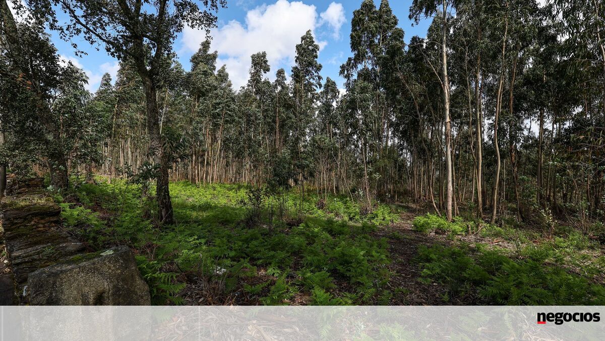 Proprietários obrigados a pagar registos do cadastro simplificado - Economia