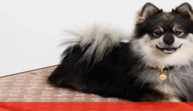 Criatividade de Pharrel Williams reinventa moda canina para a exclusiva Louis Vuitton - Pets and Company