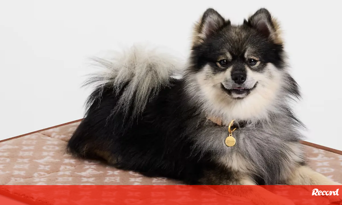 Criatividade de Pharrel Williams reinventa moda canina para a exclusiva Louis Vuitton - Pets and Company