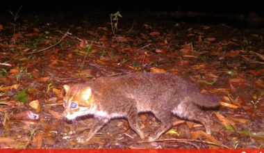 Boas notícias: felino que se pensava extinto reaparece na Tailândia após 30 anos - Pets and Company