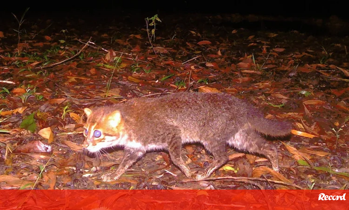 Boas notícias: felino que se pensava extinto reaparece na Tailândia após 30 anos - Pets and Company