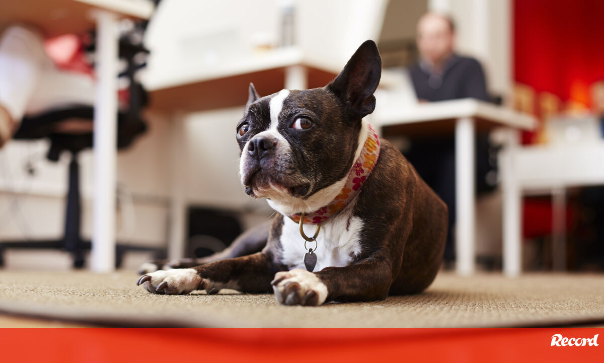 Não, não é apenas imaginação sua! Os cães podem mesmo compreender as nossas conversas - Pets and Company