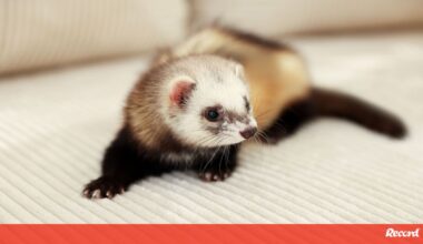 Gostava de ter um furão? Eis o que deve saber antes de adotar este pequeno 'tornado' de quatro patas - Pets and Company