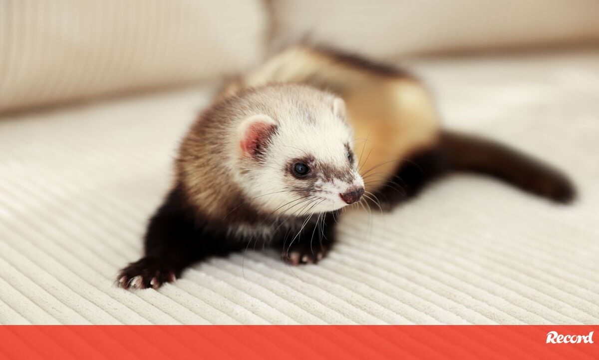 Gostava de ter um furão? Eis o que deve saber antes de adotar este pequeno 'tornado' de quatro patas - Pets and Company