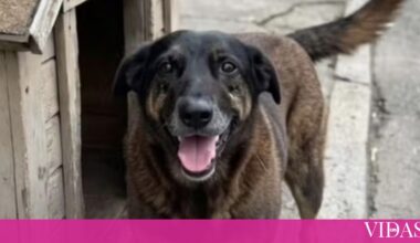 Justiça por Orelha: Figuras nacionais revoltadas com crime que está a chocar o Brasil - Últimas