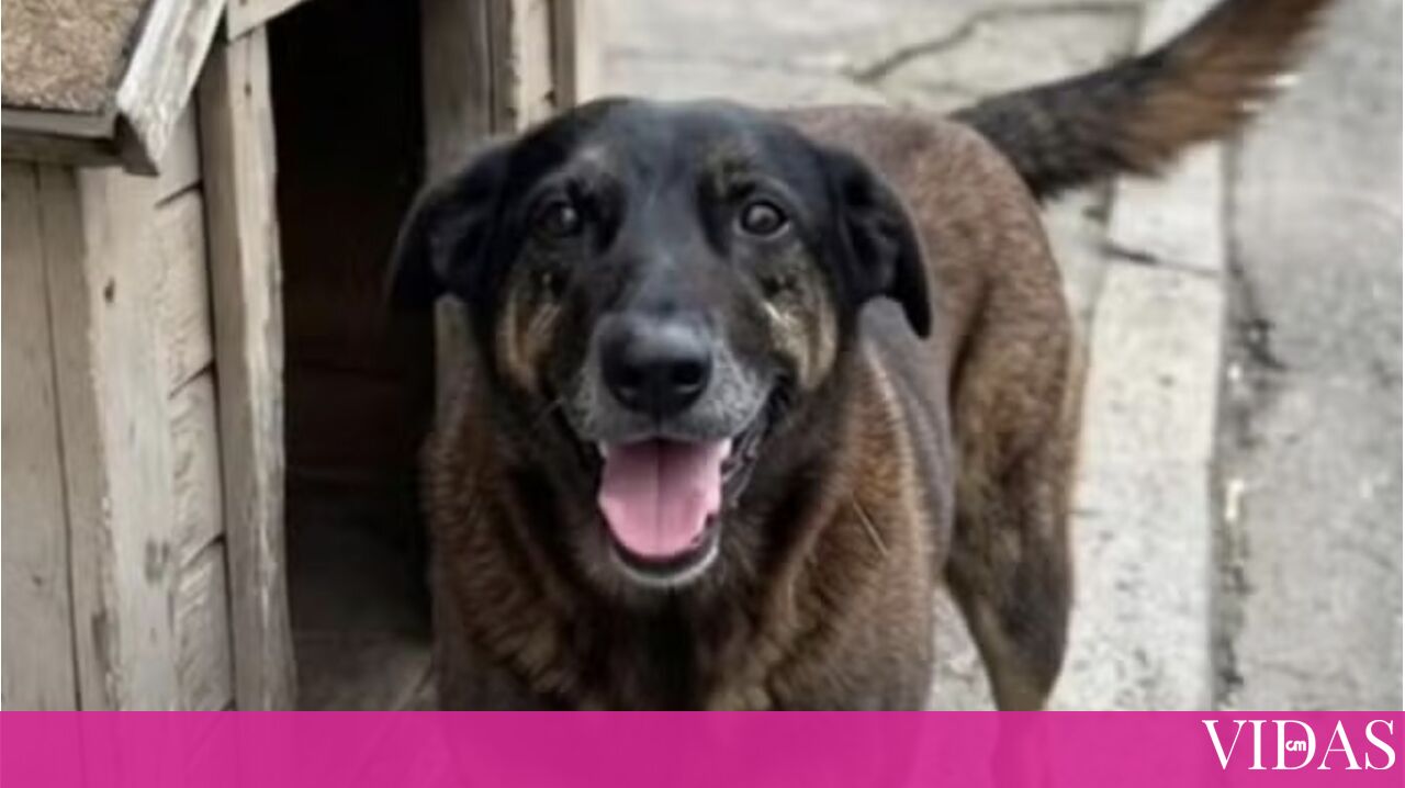 Justiça por Orelha: Figuras nacionais revoltadas com crime que está a chocar o Brasil - Últimas