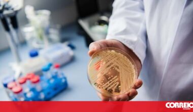 O que precisa de saber sobre o fungo 'Candida auris', considerado uma ameaça à saúde pública global - Viver com Saúde