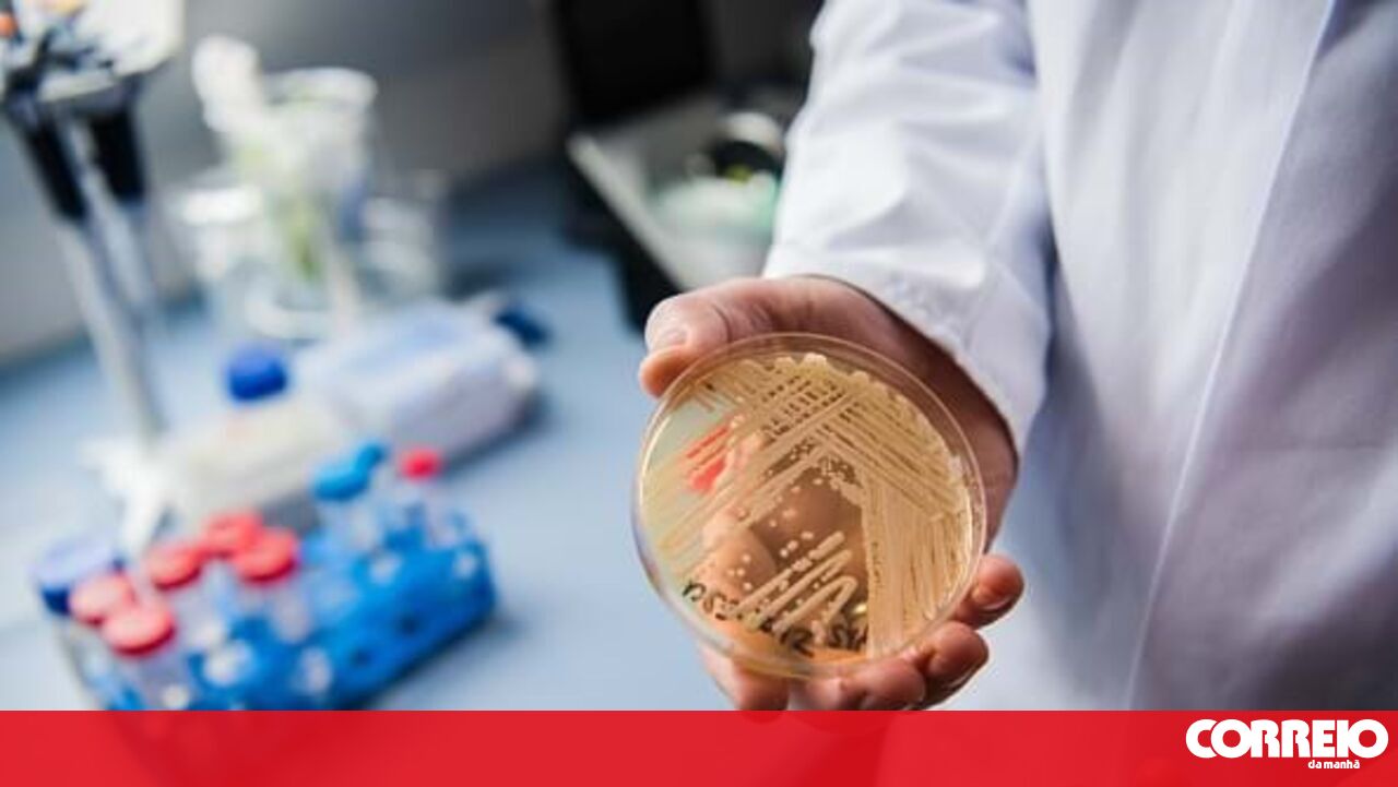 O que precisa de saber sobre o fungo 'Candida auris', considerado uma ameaça à saúde pública global - Viver com Saúde