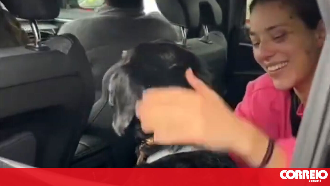 Encontrado cão desaparecido após colisão entre comboios em Córdoba. Veja as imagens - Mundo