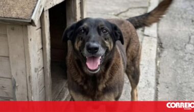 Cão espancado até à morte por adolescentes no Brasil está a criar onda de revolta - Mundo