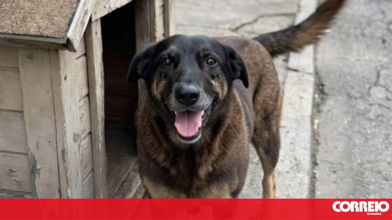 Cão espancado até à morte por adolescentes no Brasil está a criar onda de revolta - Mundo