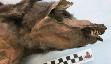 Resto de intestino de lobo pré-histórico revela refeição de gigante glacial