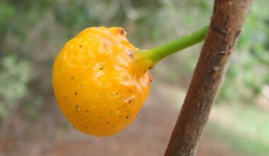 Mama-cadela: conheça a fruta do Cerrado rica em vitamina A