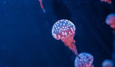 Medusas e anémonas-do-mar têm padrões de sono semelhantes aos humanos