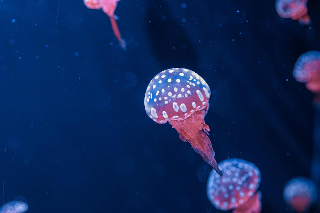 Medusas e anémonas-do-mar têm padrões de sono semelhantes aos humanos
