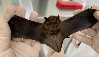 Atenção redobrada no calor: prevenção contra a raiva segue como prioridade no Paraná