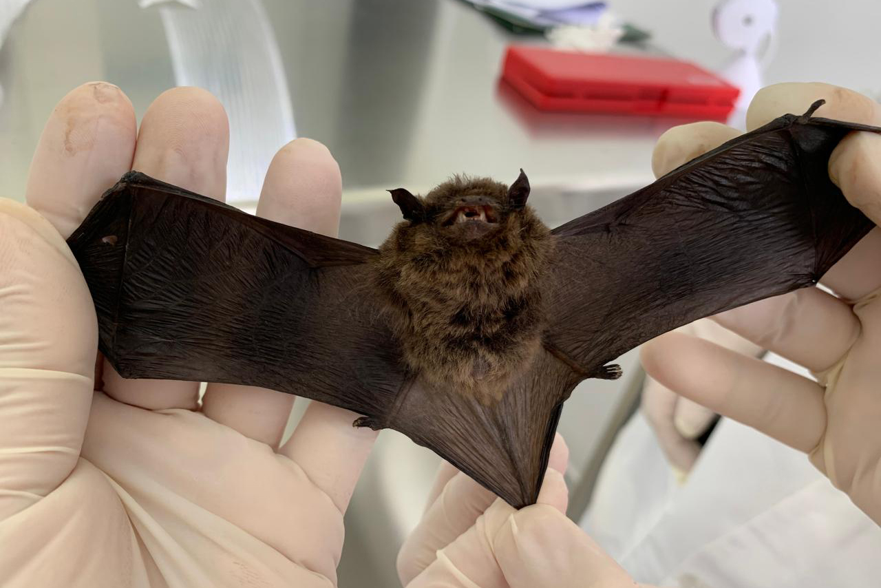 Atenção redobrada no calor: prevenção contra a raiva segue como prioridade no Paraná