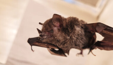 VISAM identifica morcego positivo para raiva e reforça ações no Medeiros