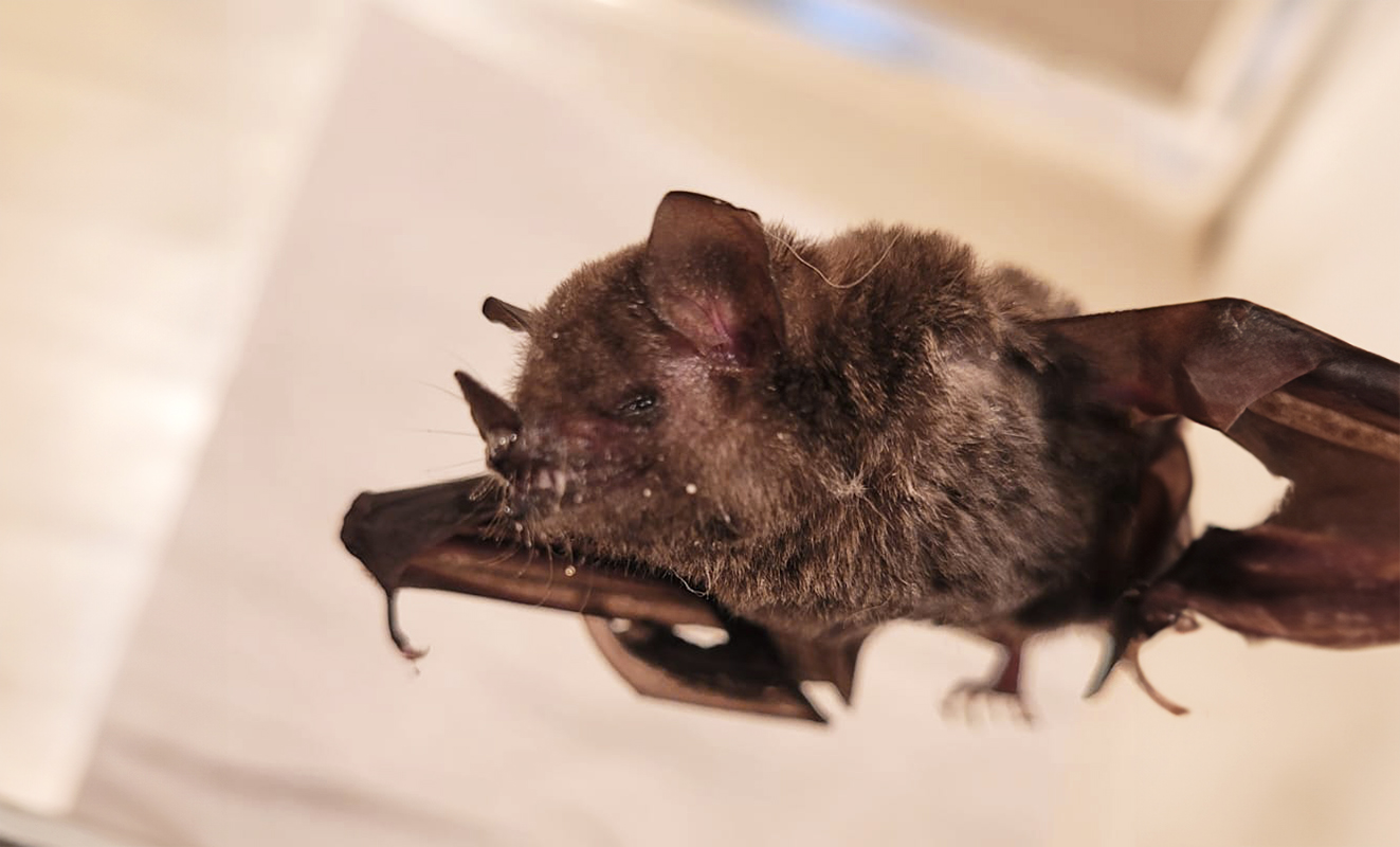 VISAM identifica morcego positivo para raiva e reforça ações no Medeiros