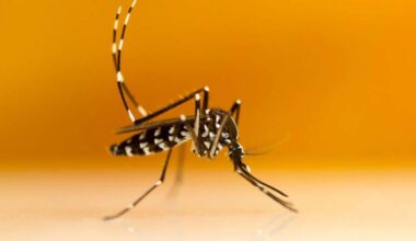 “Ameaça voadora” transforma-nos no seu prato favorito - Notícias de Coimbra