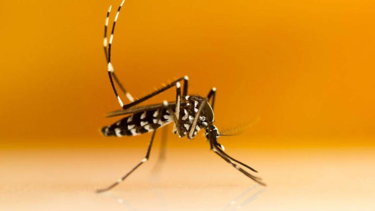 “Ameaça voadora” transforma-nos no seu prato favorito - Notícias de Coimbra