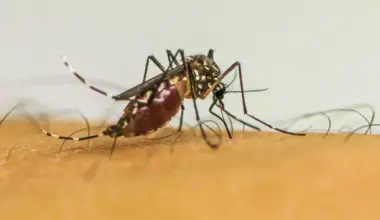 Calor e umidade favorecem mosquitos no verão; veja dicas para afastá-los de casa