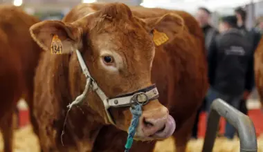 "Decisão histórica". Feira da Agricultura 2026 não vai ter bovinos