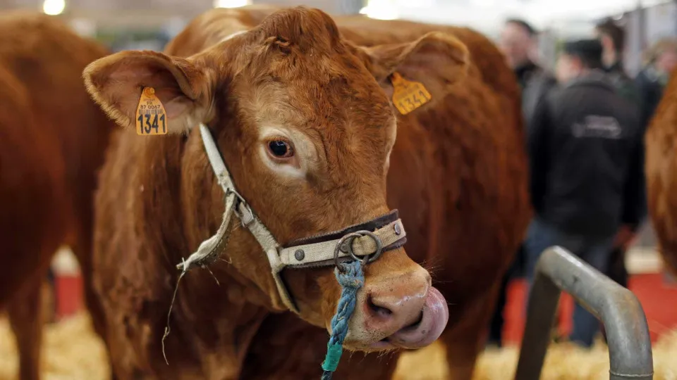 "Decisão histórica". Feira da Agricultura 2026 não vai ter bovinos