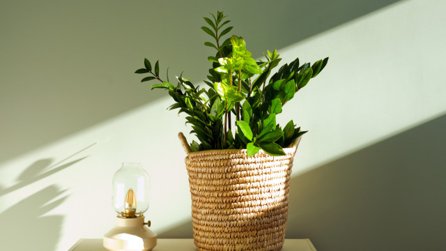 Mais sorte em 2026? Quatro plantas que atraem boas energias