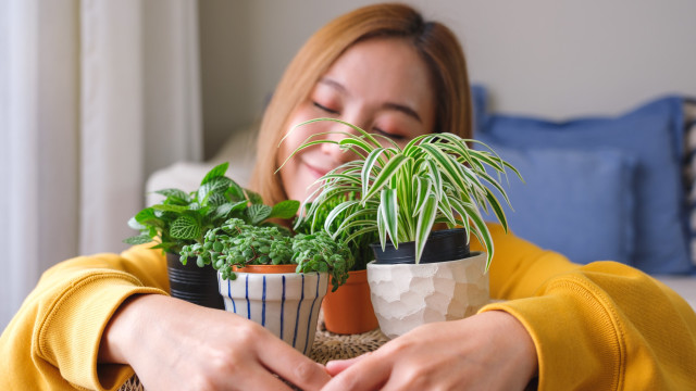 Harmonia e muita sorte! A planta que cada signo deve ter em casa