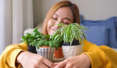 Harmonia e muita sorte! A planta que cada signo deve ter em casa