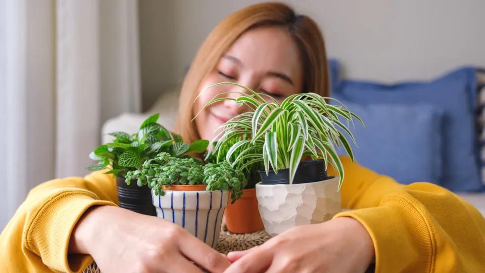 Harmonia e muita sorte! A planta que cada signo deve ter em casa