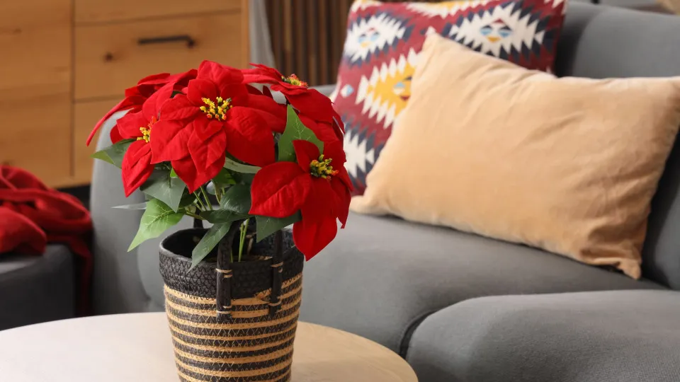 Não deite a sua Flor de Natal fora. Saiba como cuidar dela o ano todo