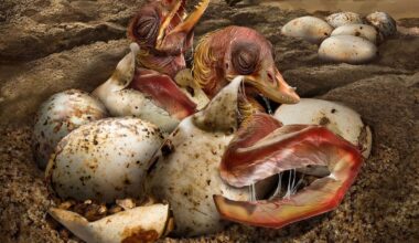 Ovos fossilizados de dinossauro revelam uma nova forma de identificar a era dos animais pré-históricos | National Geographic