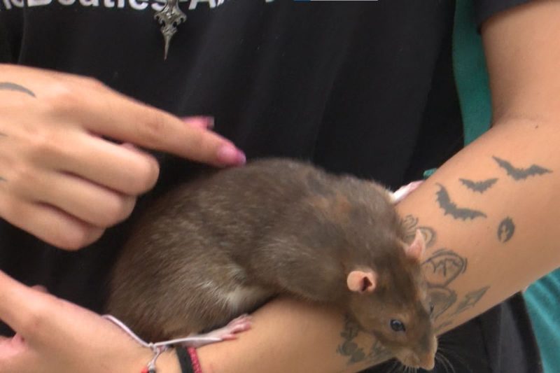 O casal conta que muitas pessoas levam até mais caixinhas de brigadeiro por conta do Bento - Reprodução/Flávio Armanini/NDTV/ND Mais