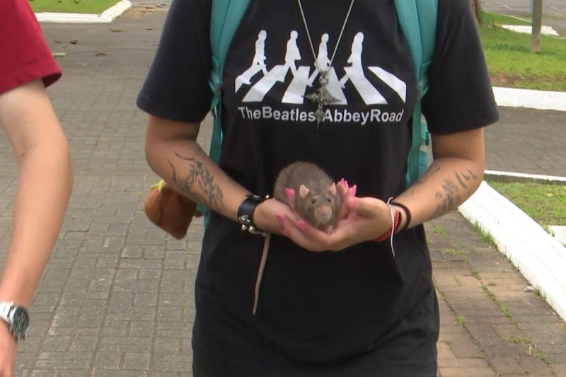 O Bento já fazia parte da família da Ana e quando ela conheceu Victor, eles tiveram a ideia da venda dos brigadeiros - Reprodução/Flávio Armanini/NDTV/ND Mais