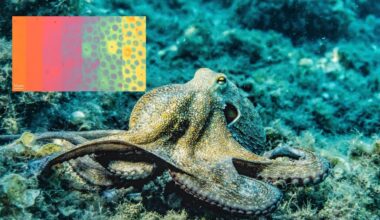 Inspirado nos polvos, cientistas criam ‘pele sintética’ que muda cor e textura em segundos