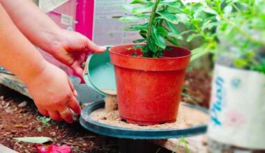 Saúde alerta a população para o aumento no número de casos de dengue e Chikungunya