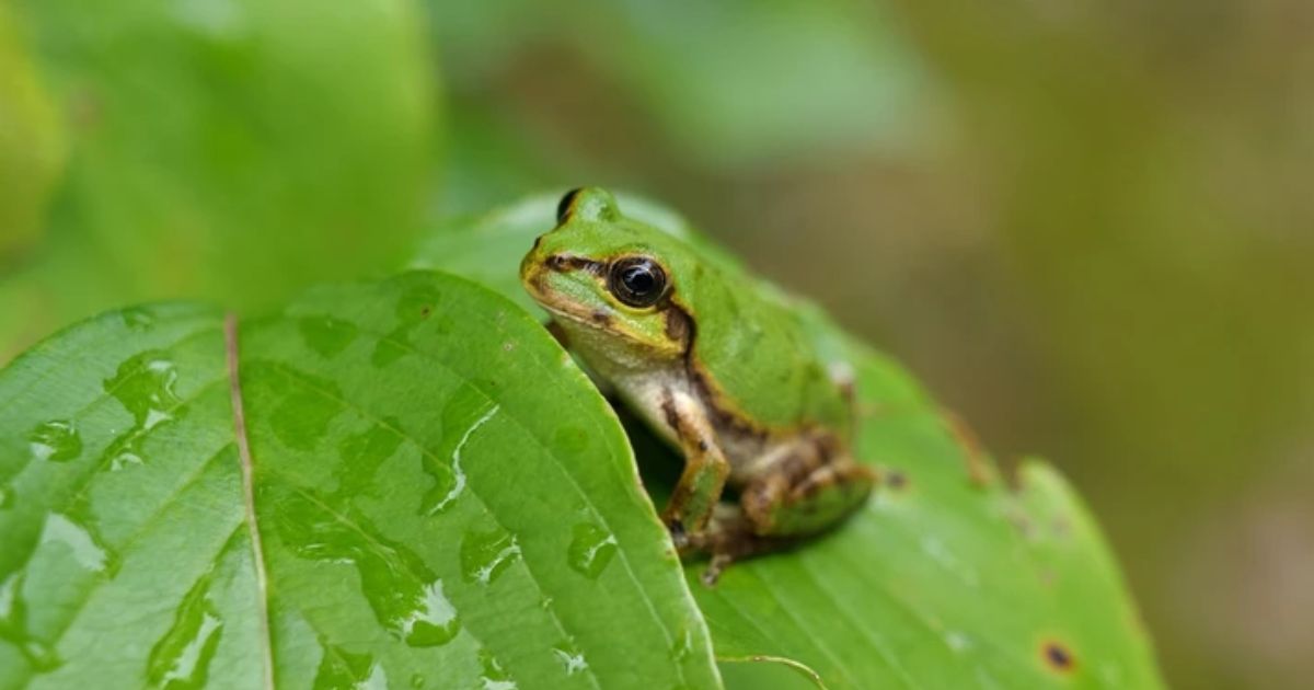 Anfíbios e répteis raramente desenvolvem câncer