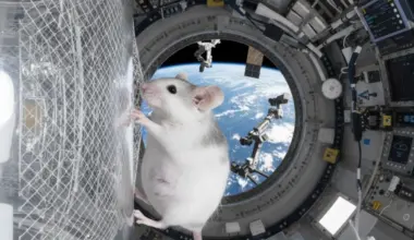 Ilustração de ratos na estação espacial da China