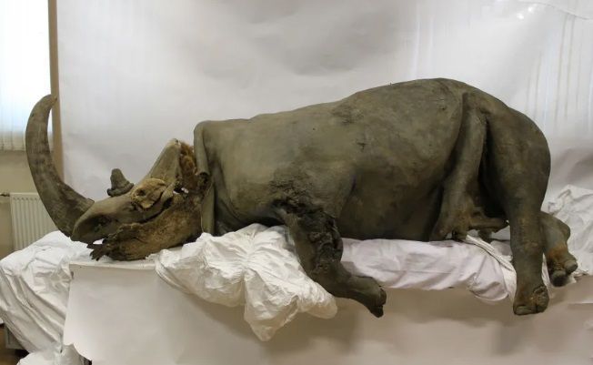 Rinoceronte-lanudo preservado no permafrost em exibição em um museu em Yakutsk, na Rússia • Mammoth Museum of North-Eastern