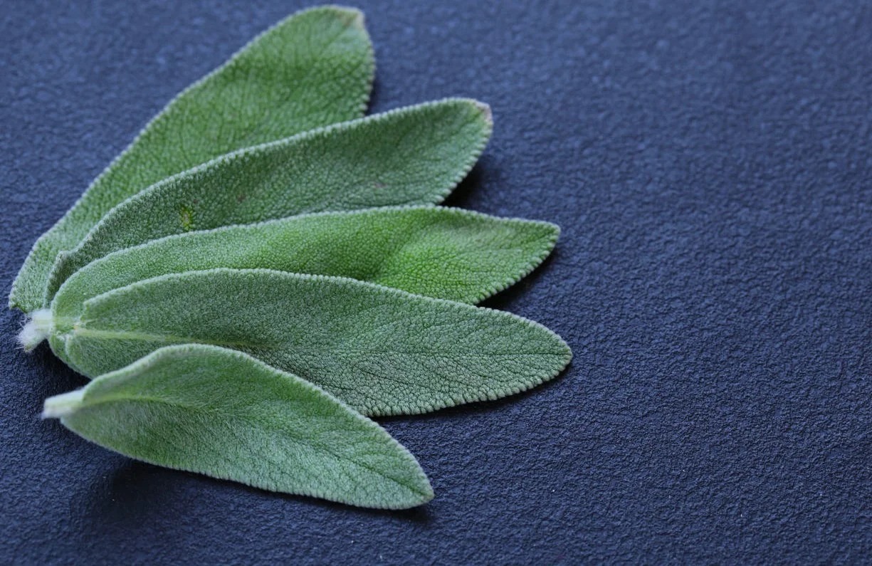 Sálvia é uma planta que pode ser utilizada como tempero ou em infusões