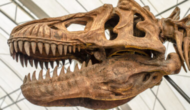 O T. rex cresceu mais lentamente do que os cientistas pensavam -